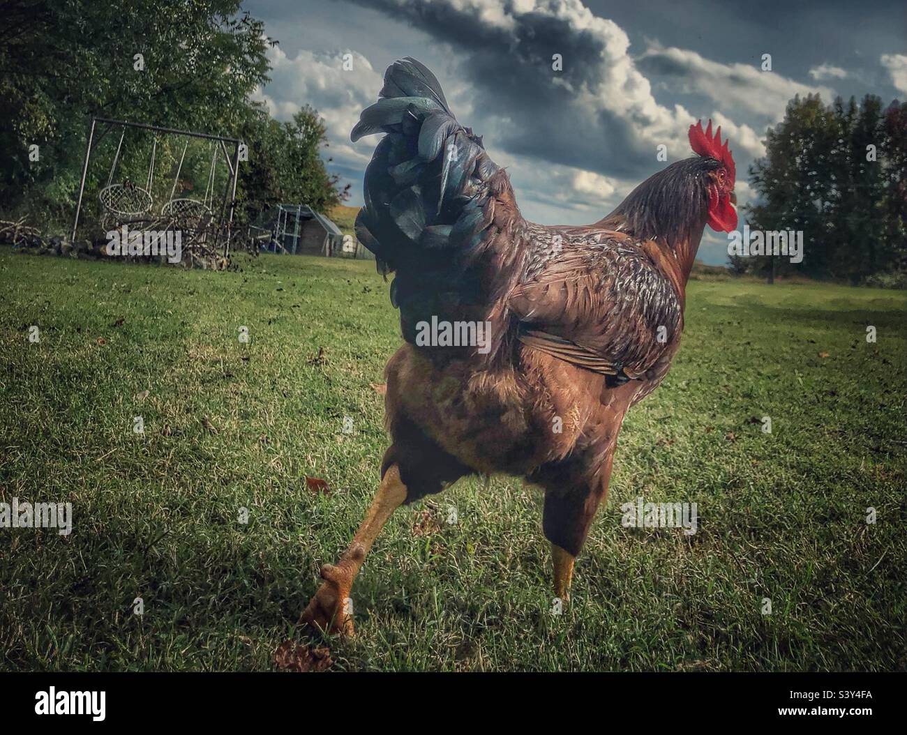 Le coq rouge s'éloigne de l'appareil photo dans le champ de la ferme Banque D'Images