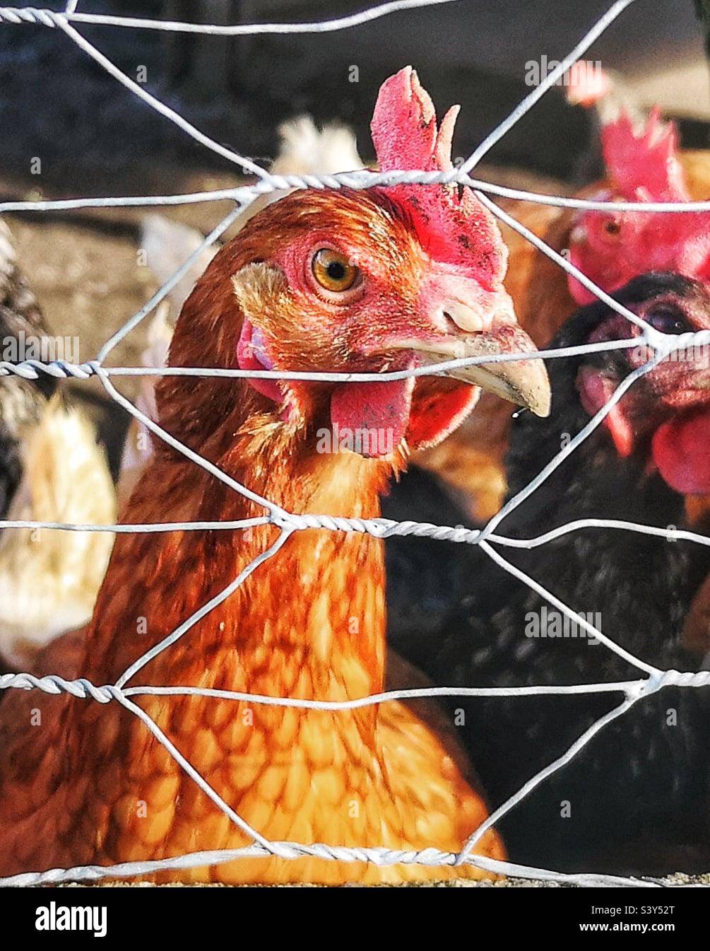Faire dorer la poule derrière la clôture - Image de stock capturée avec un smartphone