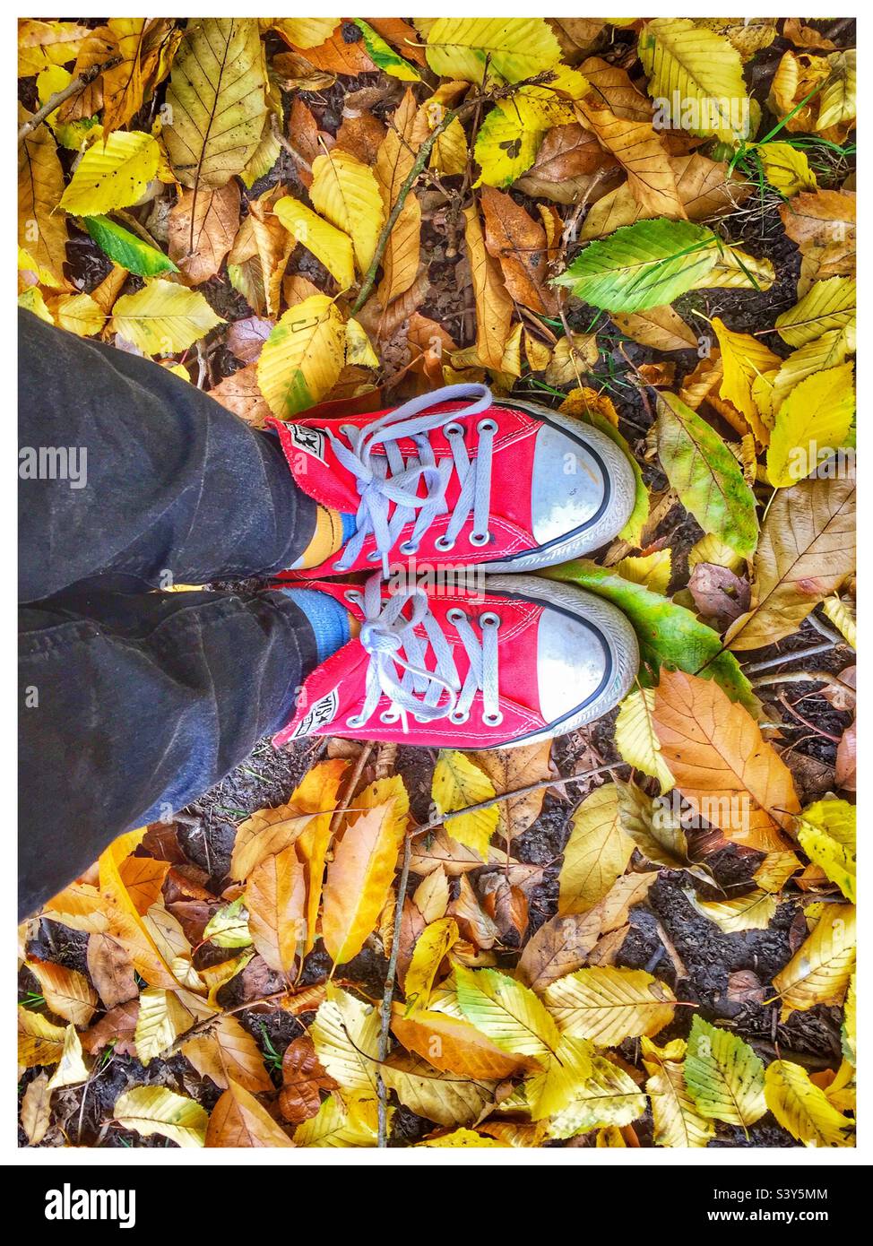 Inverse rouge dans les feuilles d'automne Banque D'Images