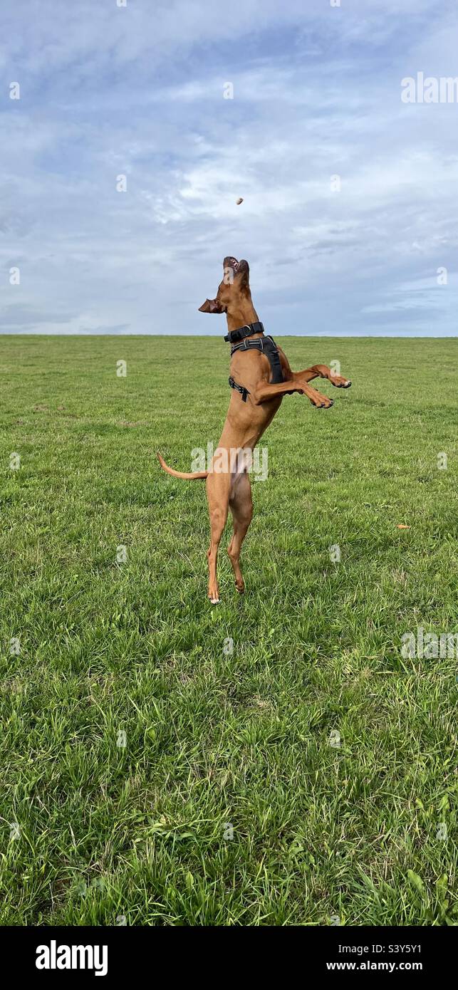 Hund springt daußen nach Leckerlie Banque D'Images