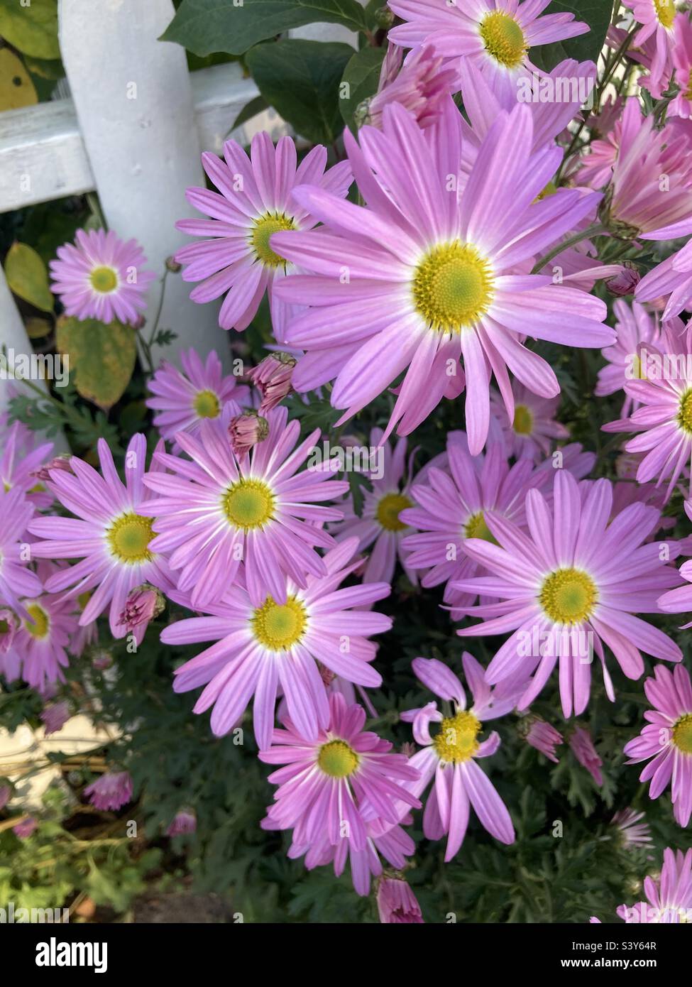 Belles fleurs roses le long d'une clôture blanche - Image de stock capturée avec un smartphone