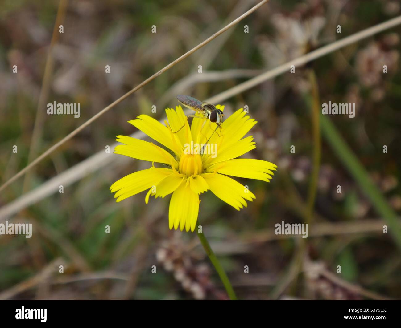 Petite mouche noire et jaune (Sphaerophoria sp.) femelle assise sur une fleur d'oreille de chat jaune Banque D'Images