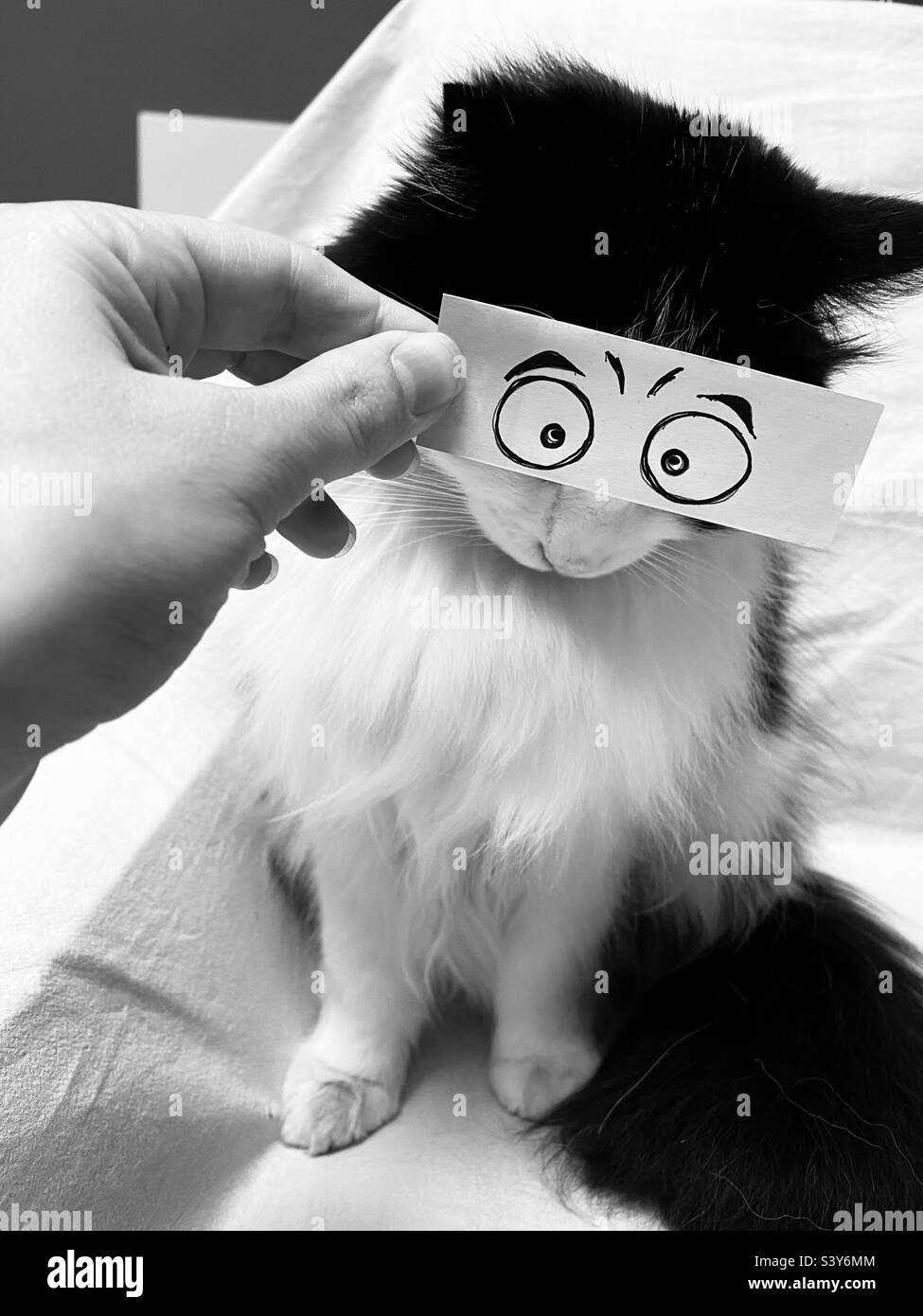 Chat noir et blanc avec de grands yeux Banque D'Images