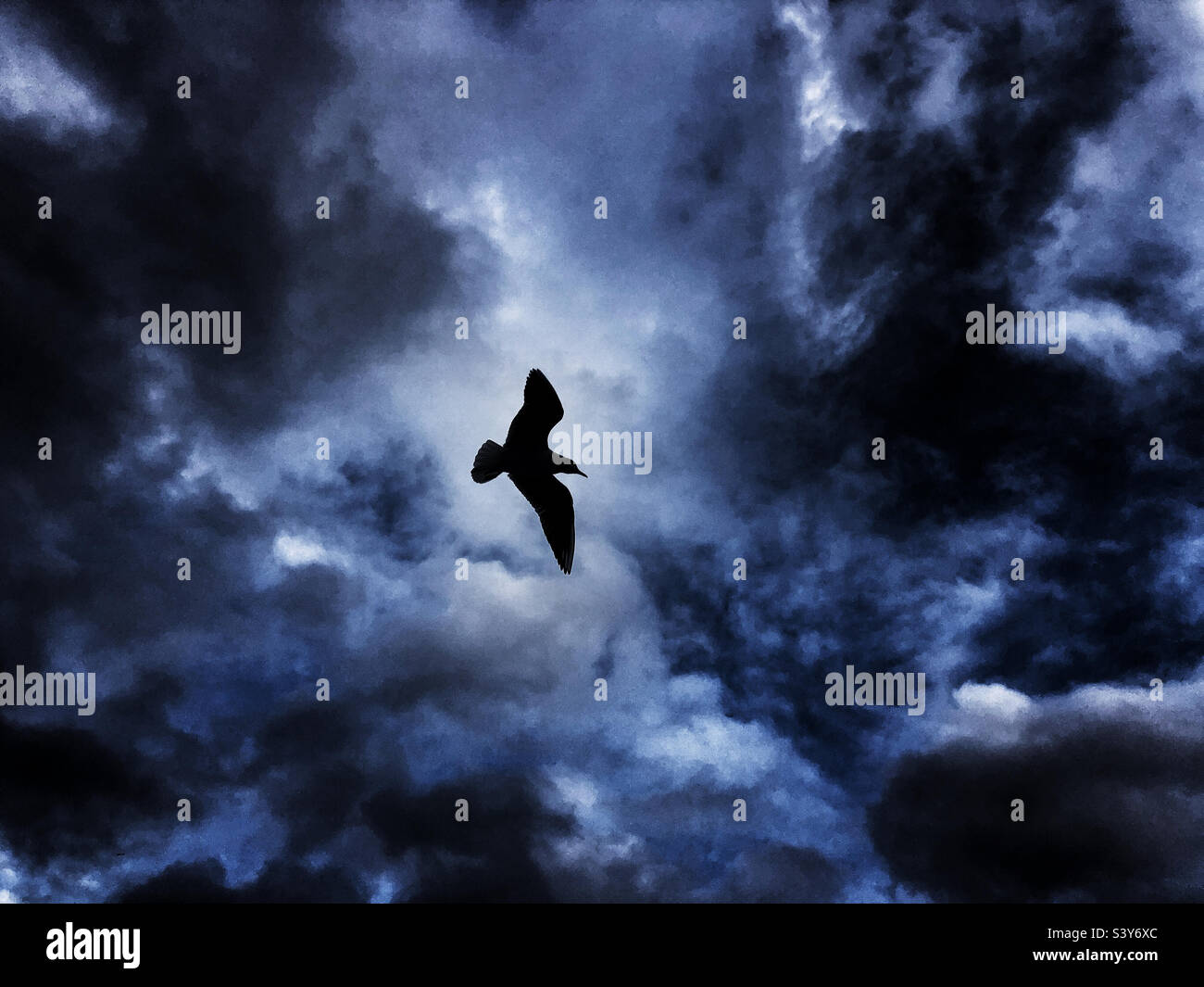 Silhouette d'un mouette en vol - Image de stock capturée avec un smartphone