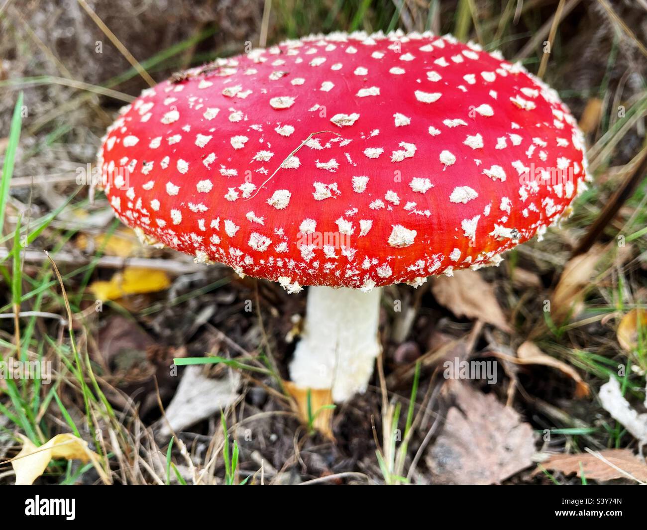 Tabouret Sutton Heath Suffolk Angleterre Banque D'Images