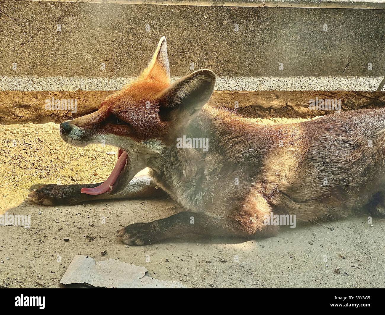 Tente le renard urbain sur un patio de Londres sous le soleil d'été Banque D'Images