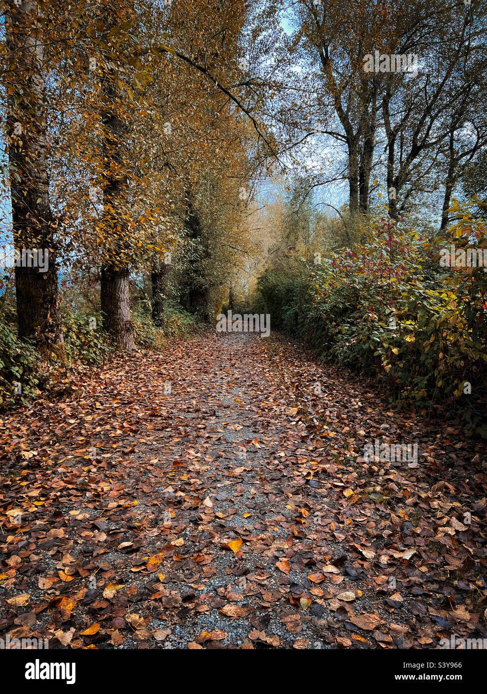 Pistes d'automne Banque D'Images