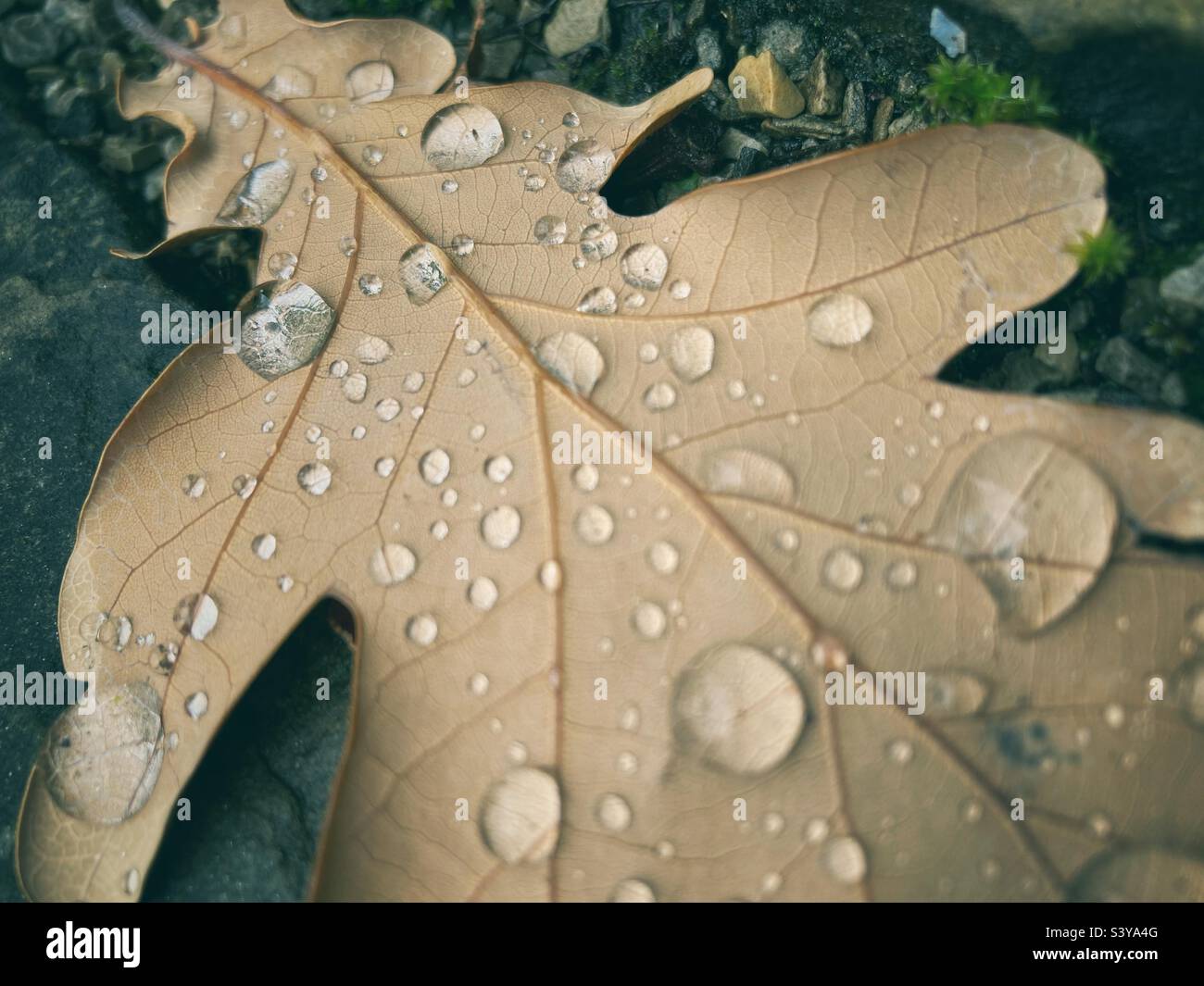 Une feuille de chêne brun séchée avec de grandes gouttes d'eau dessus, un concept pour l'automne Banque D'Images