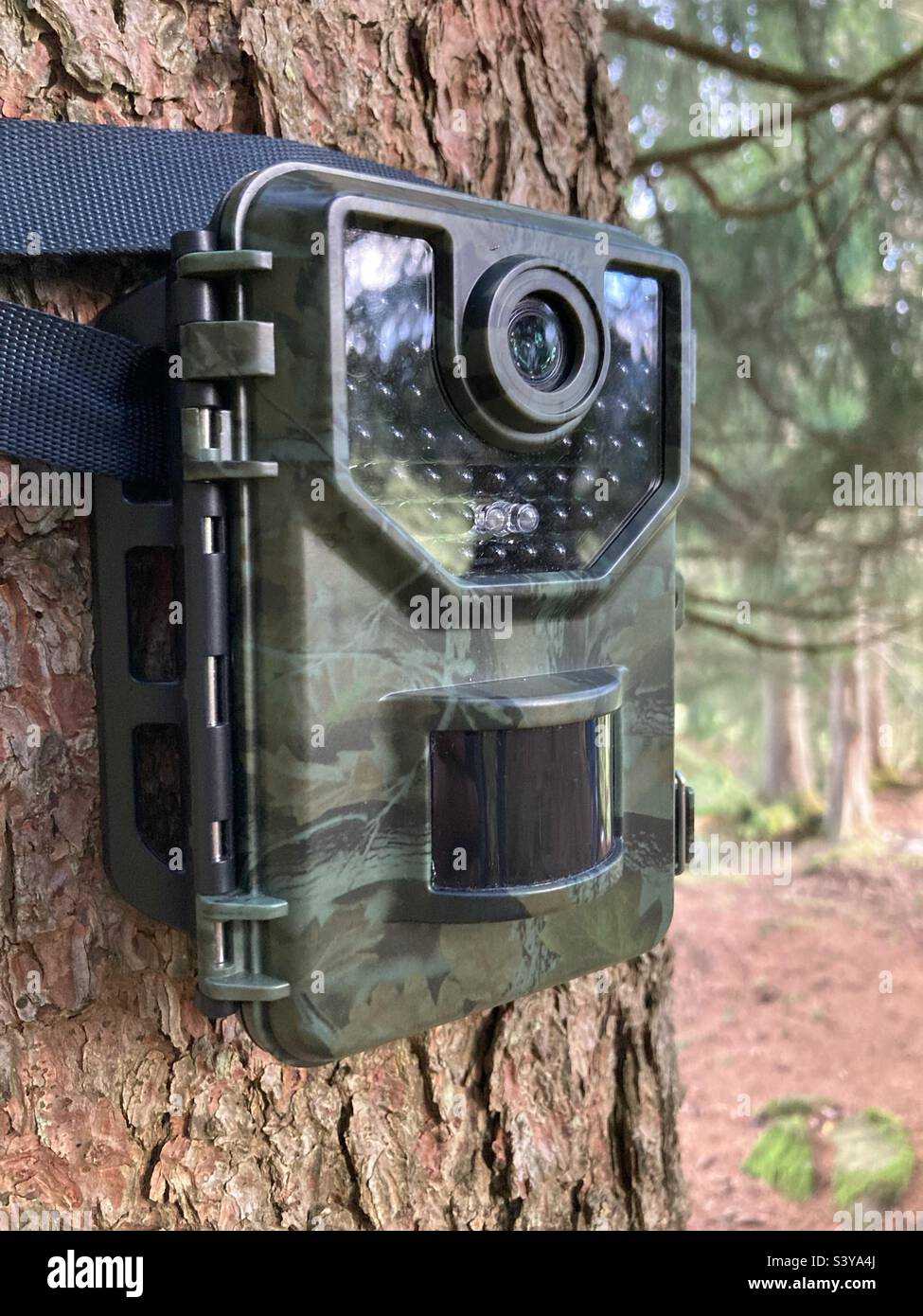 Caméra animalière attachée autour d'un arbre - Image de stock capturée avec un smartphone Caméra animalière attachée autour d'un arbre - Image de stock capturée avec un smartphone