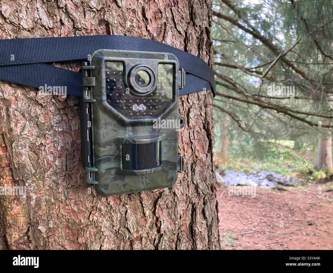 Une caméra de la faune sur un pin dans une forêt - Image de stock capturée avec un smartphone Une caméra de la faune sur un pin dans une forêt - Image de stock capturée avec un smartphone