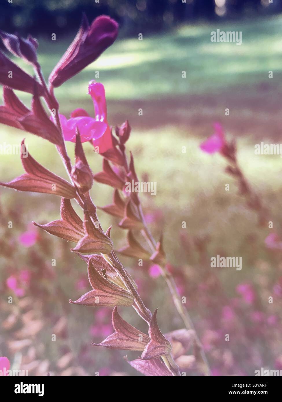 Plante de sauge framboise affichant ses fleurs roses, gros plan, image douce et tonale Banque D'Images
