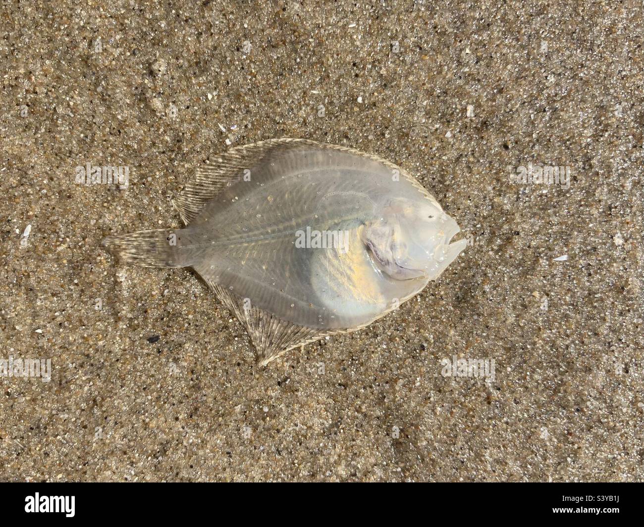 Sur la plage se trouve dans le sable un poisson plat avec le côté ventre vers le haut - Image de stock capturée avec un smartphone