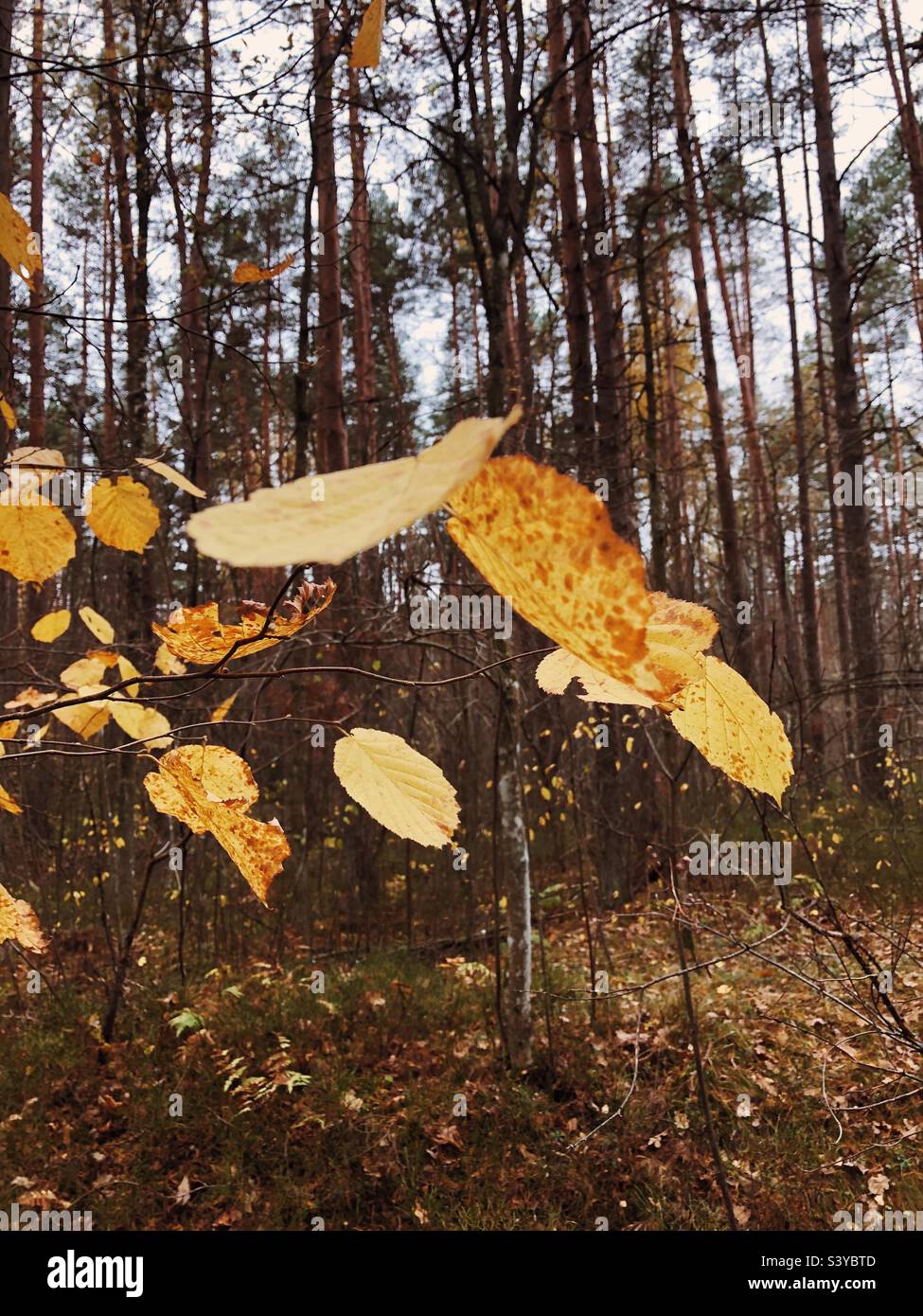 Un gros plan d'un arbre de noisettes avec des feuilles jaunes en automne. Banque D'Images