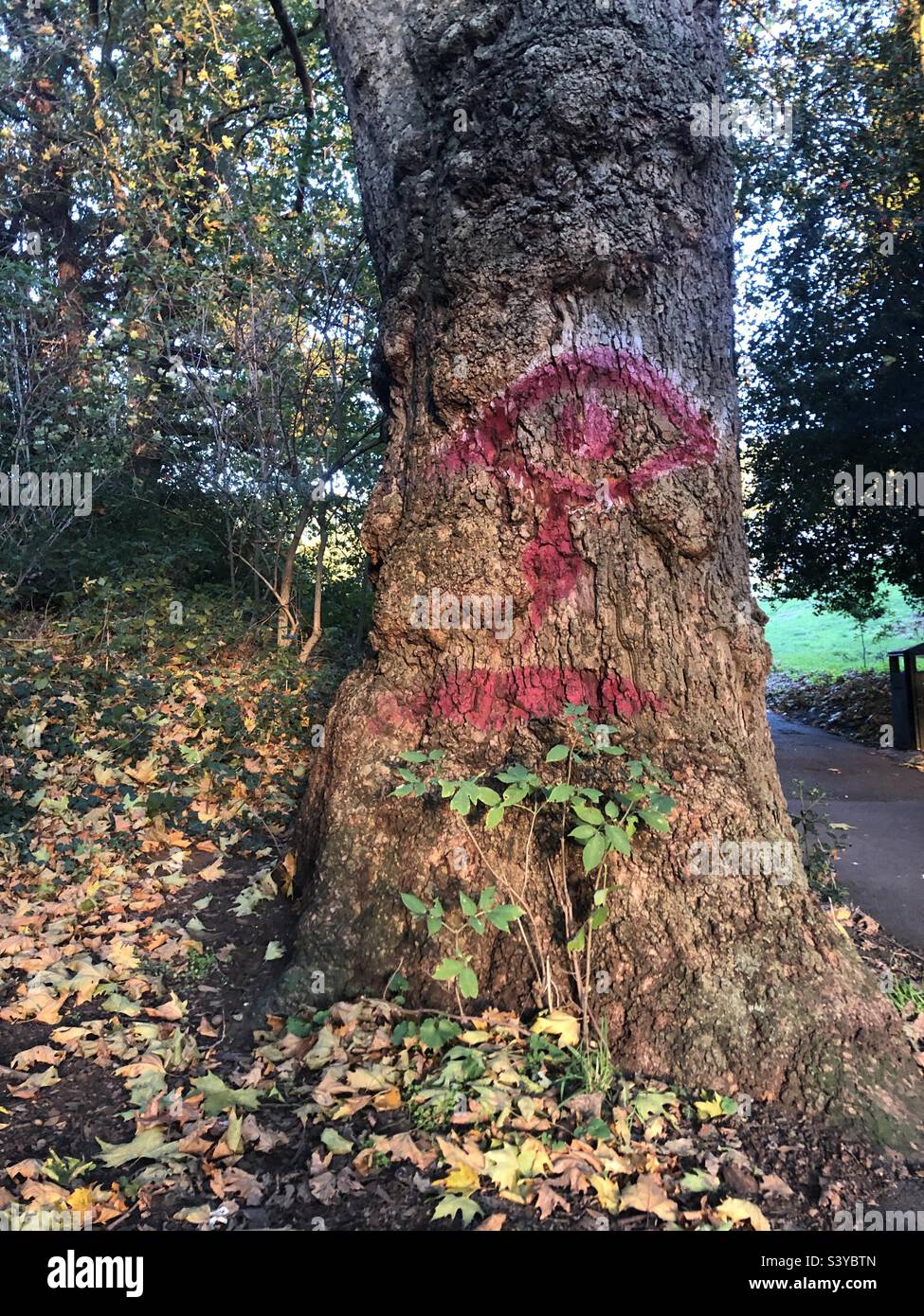 Un arbre avec un oeil dessiné dessus Banque D'Images