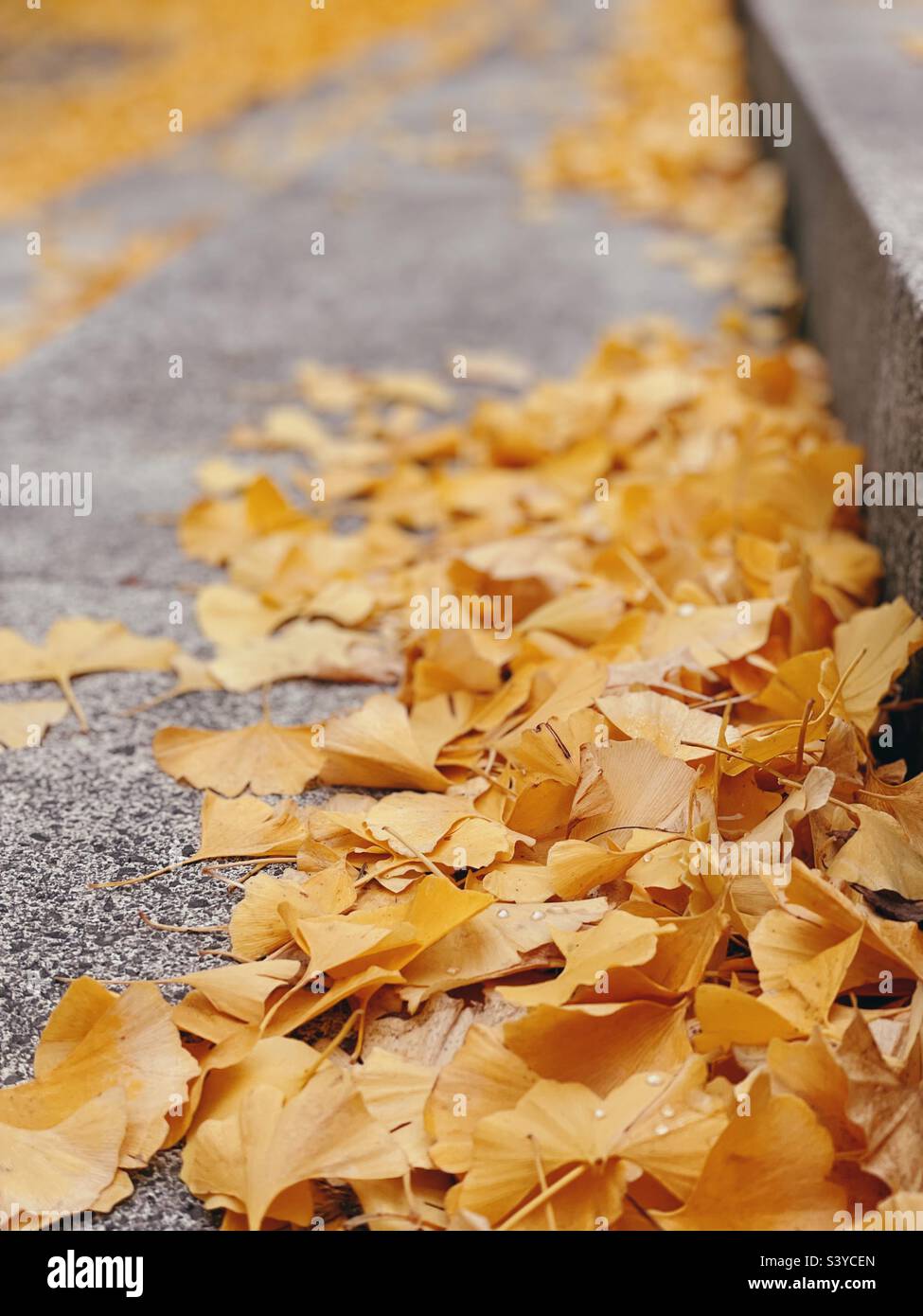 Ginkgo part à Cambridge Banque D'Images