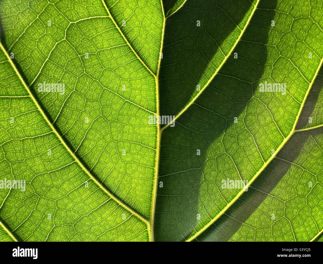 Lumière du soleil sur une plante figue à feuilles de violon. Banque D'Images