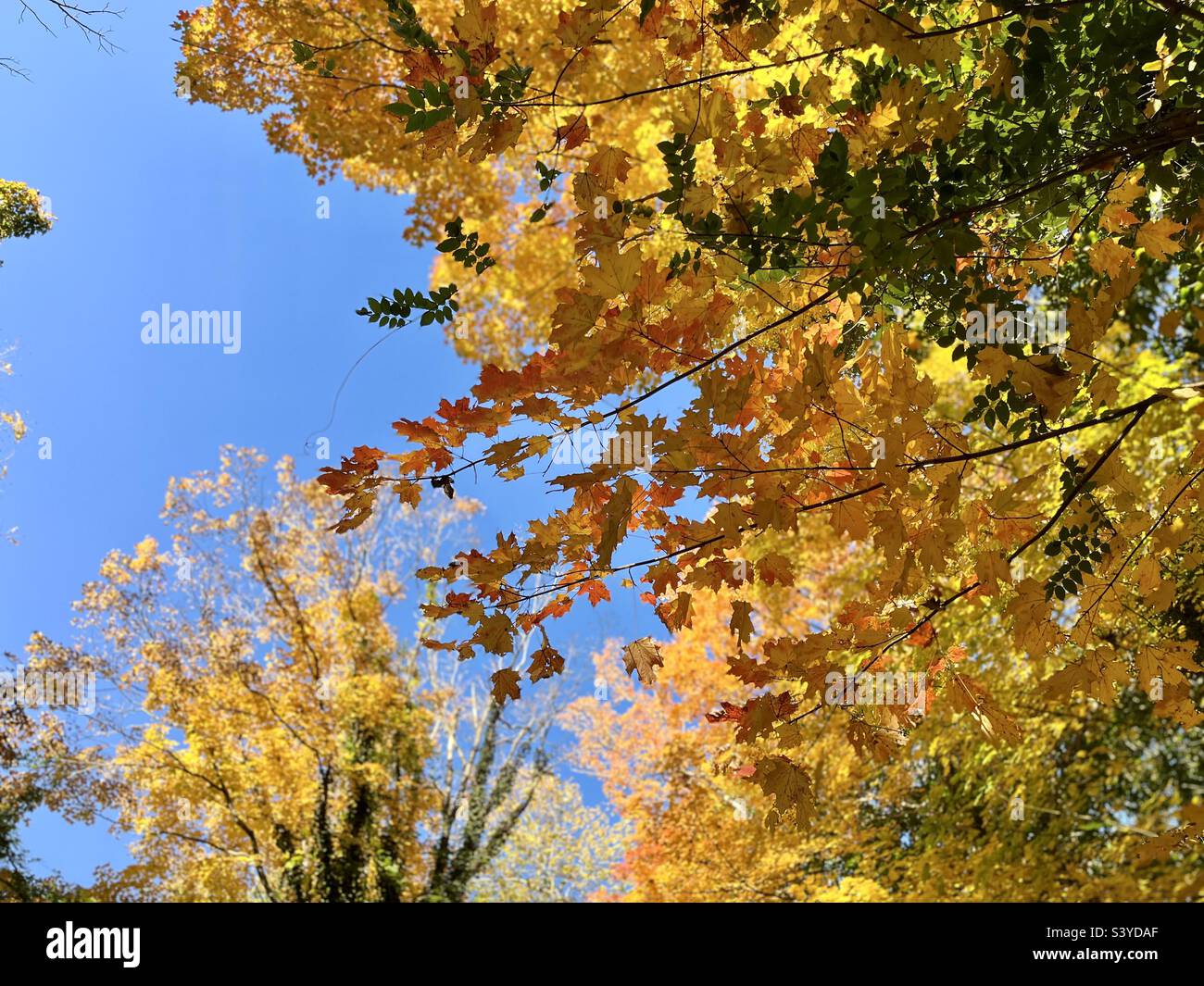 Beaux arbres jaunes, orange et verts d'automne avec ciel bleu - Image de stock capturée avec un smartphone