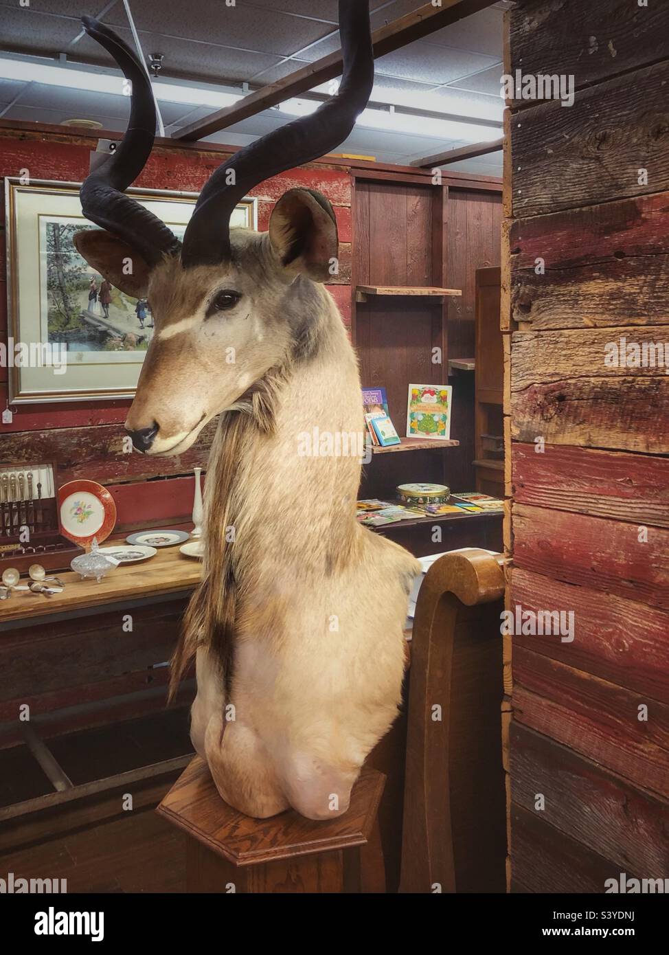 La tête montée d'un grand Kudu en exposition pour la vente dans un centre commercial d'antiquités Banque D'Images