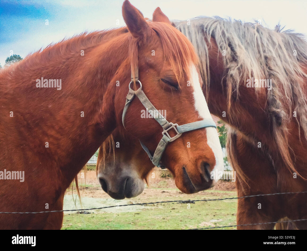 Gentle Giants Banque D'Images