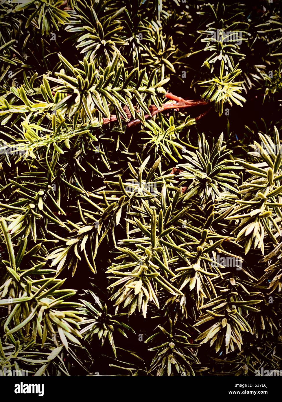 Plantes en gros plan, pin, arrière-plan Banque D'Images