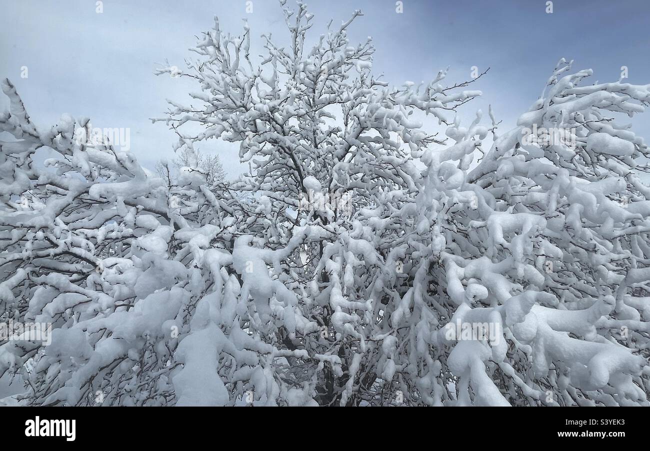 Un criquet pèlerin dans la cour avant de l'Utah, aux États-Unis, a été jeté par une tempête de neige. Il fait un résumé naturel très saisonnier, comme la neige lourde interagit avec l'arbre dans son ensemble, et chaque branche individuellement. Banque D'Images