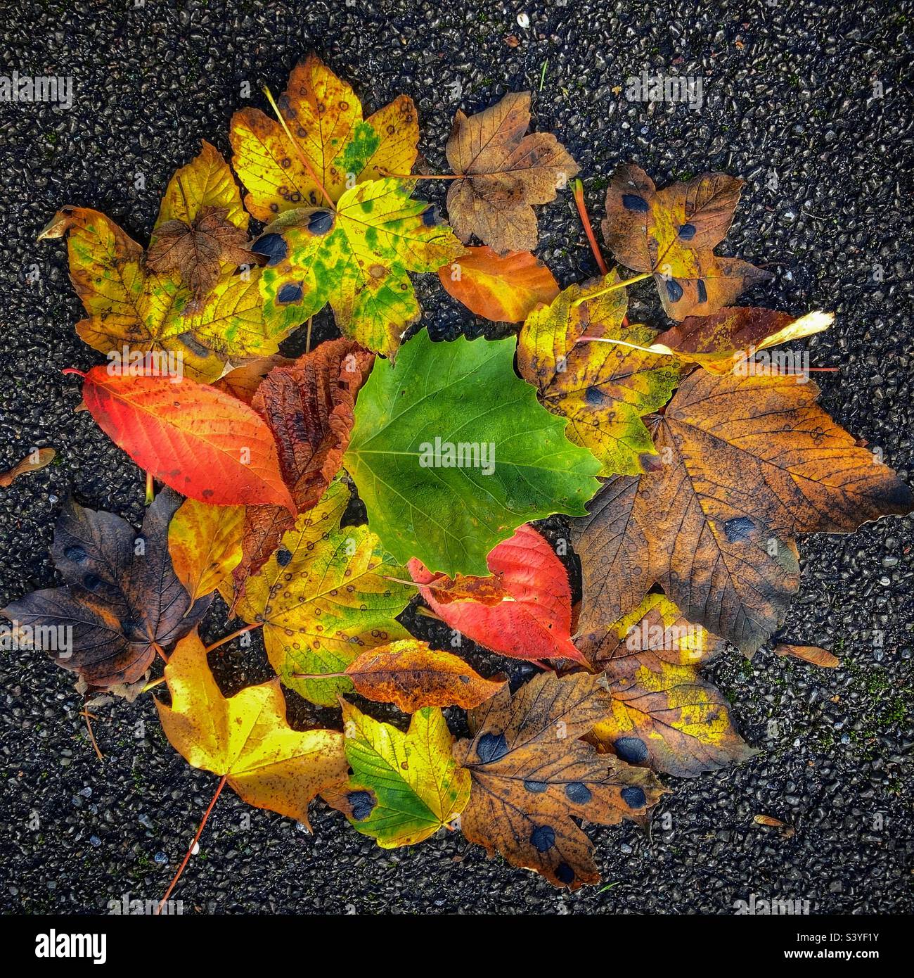 Couleurs d'automne 2 - Image de stock capturée avec un smartphone