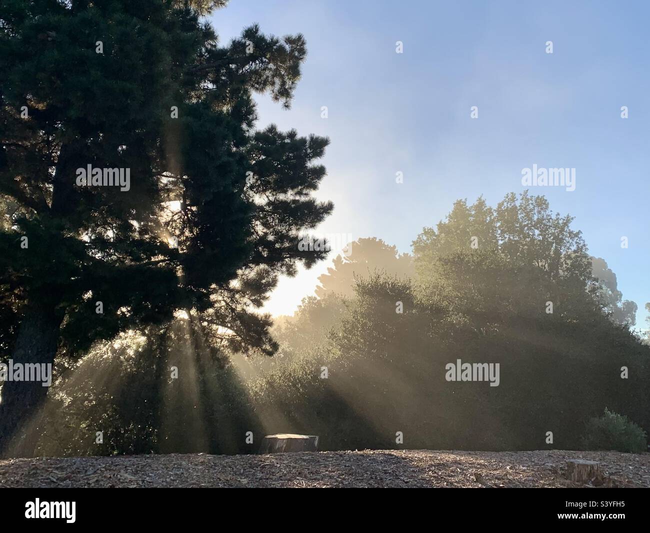 La lumière de Dieu brille sur le pin coupé et c'est à partir de l'arrière du grand pin sur le côté gauche de la photo. Le fond est bleu ciel du matin avec des arbres. Banque D'Images