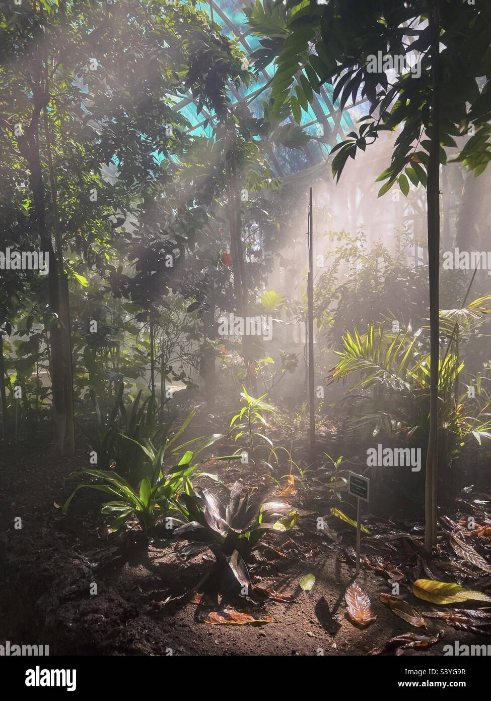 Intérieur de serre avec brume et plantes dans un jardin botanique de Catane, Sicile, Italie Banque D'Images