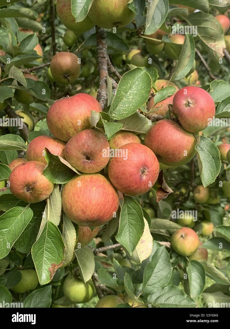 Pommes anglaises poussant sur un pommier dans un verger de Somerset en Angleterre Banque D'Images