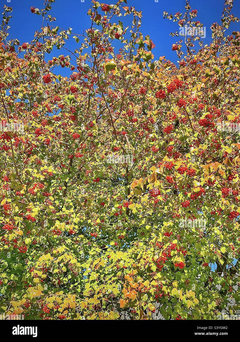 Un arbre de Cockspur Hawthorn sur le terrain d'une église dans la vallée de Salt Lake dans l'Utah, États-Unis. En automne, les feuilles commencent à changer, mais ce sont les nombreuses touffes de baies rouges qui se distinguent vraiment. Banque D'Images