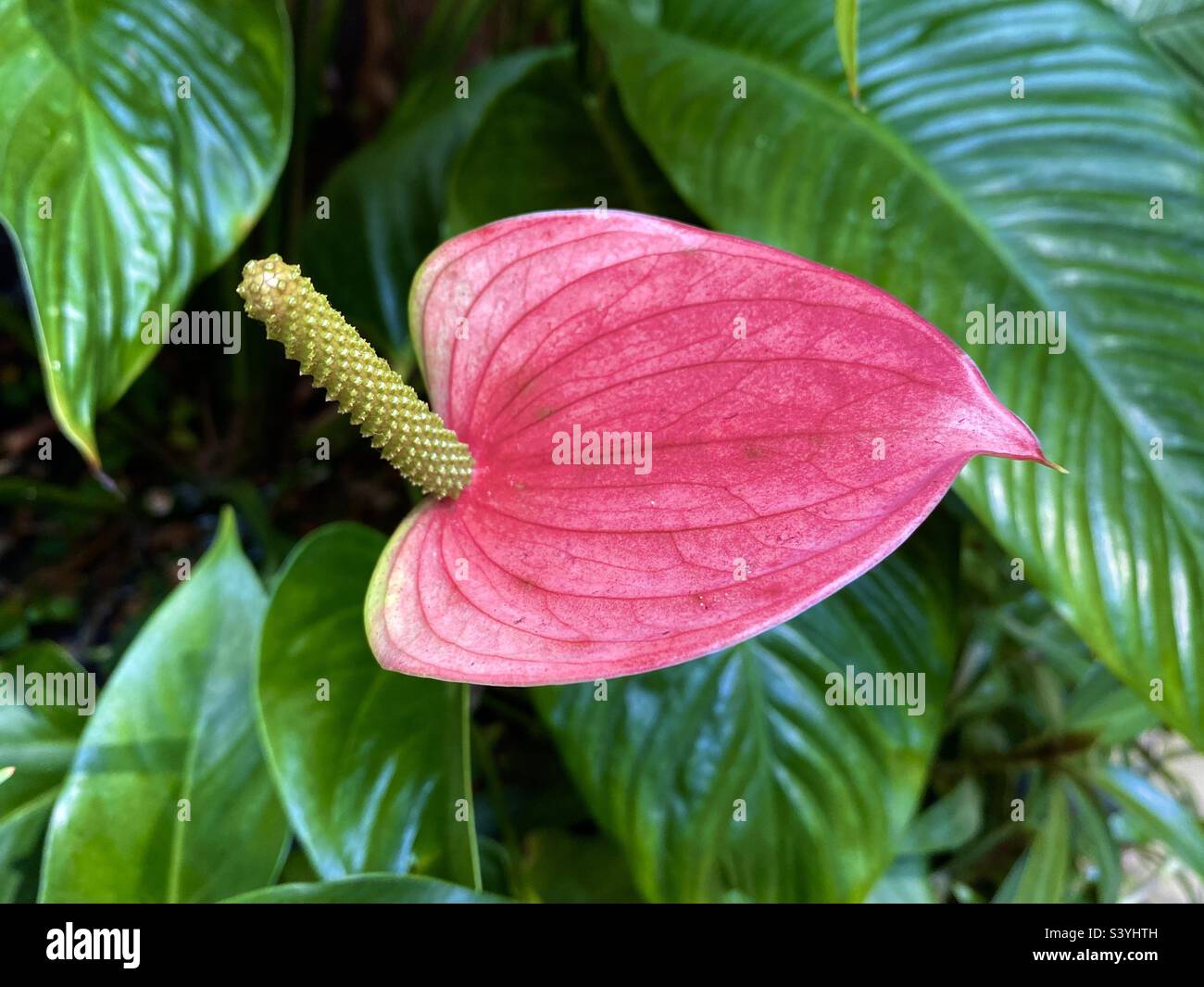 Fleur d'anthurium rose dans un jardin tropical Banque D'Images
