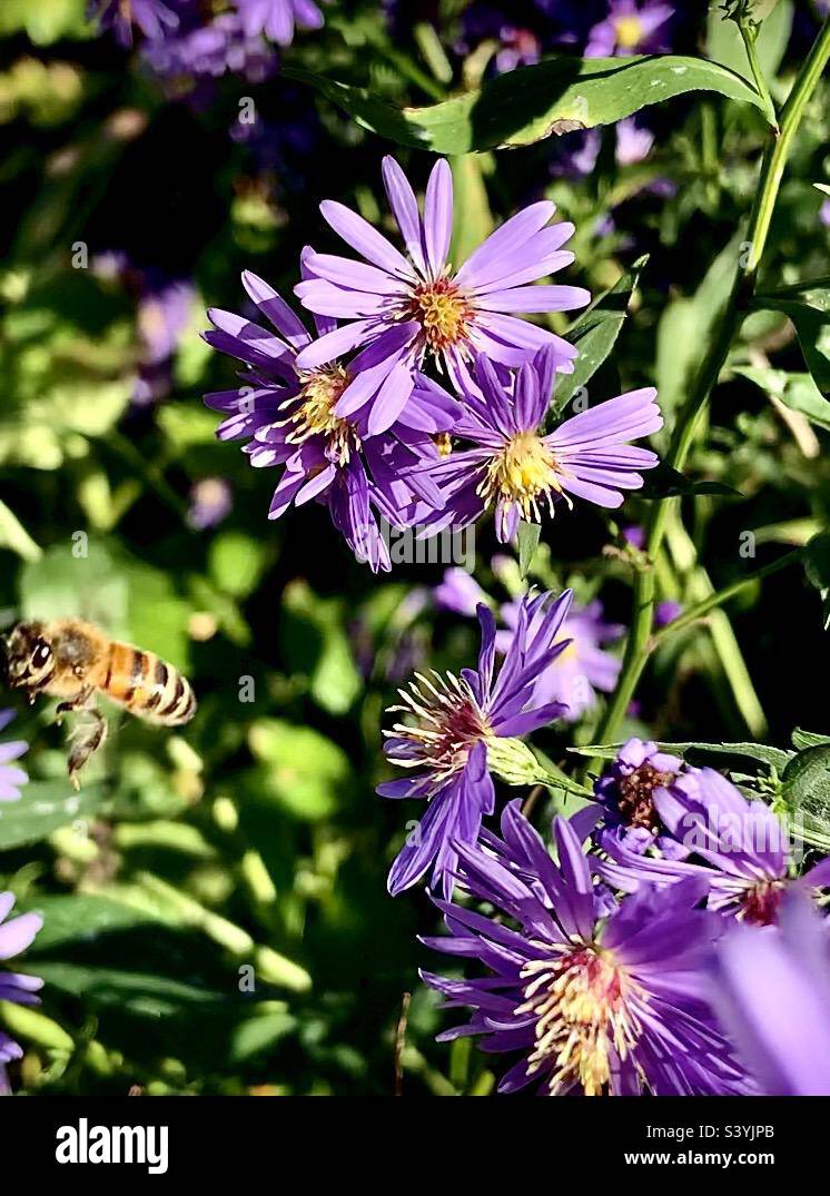 Miel abeille en vol loin des fleurs de pâquerettes pourpres Banque D'Images