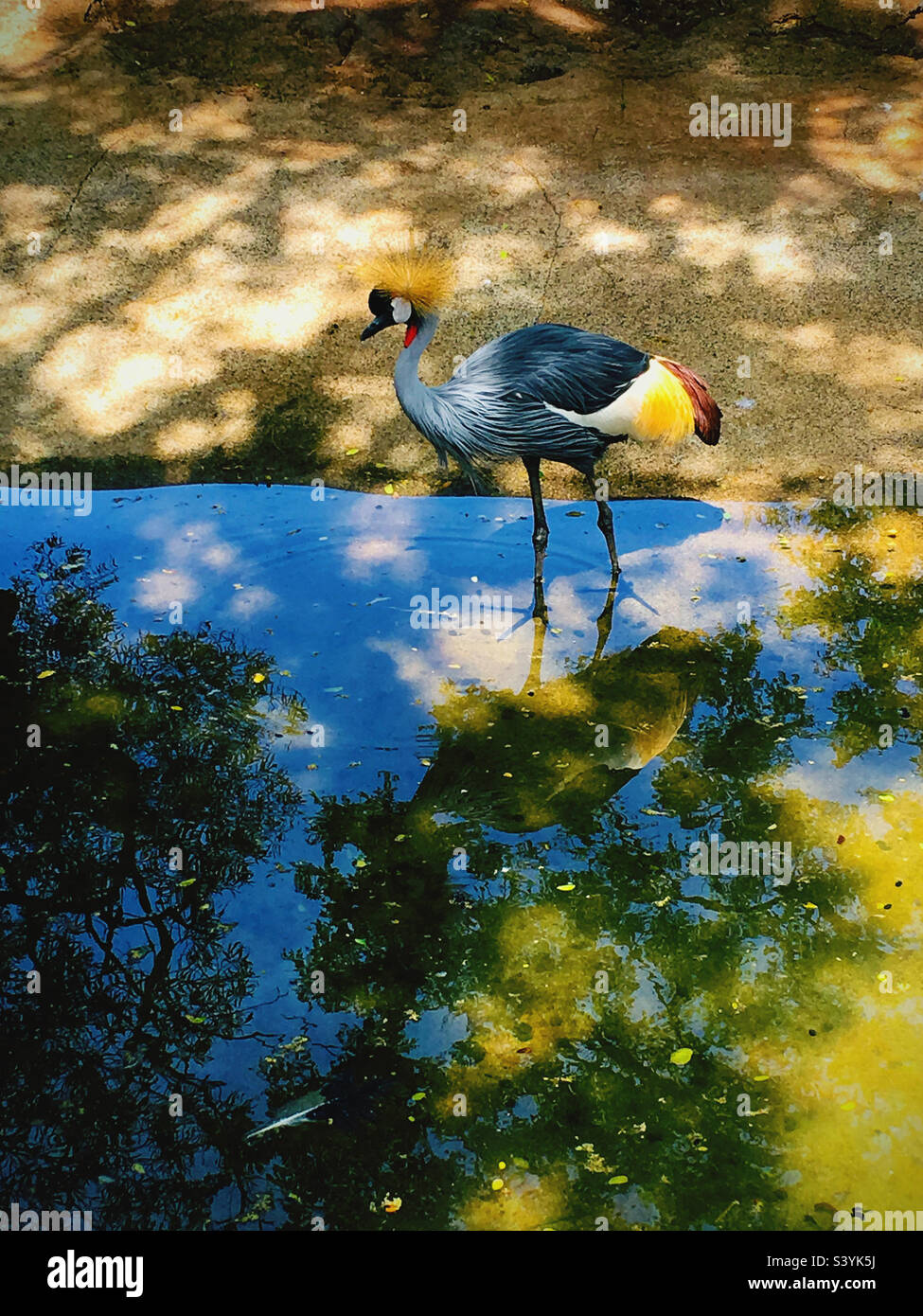 Grue à couronne grise au zoo de Central Park - Image de stock capturée avec un smartphone
