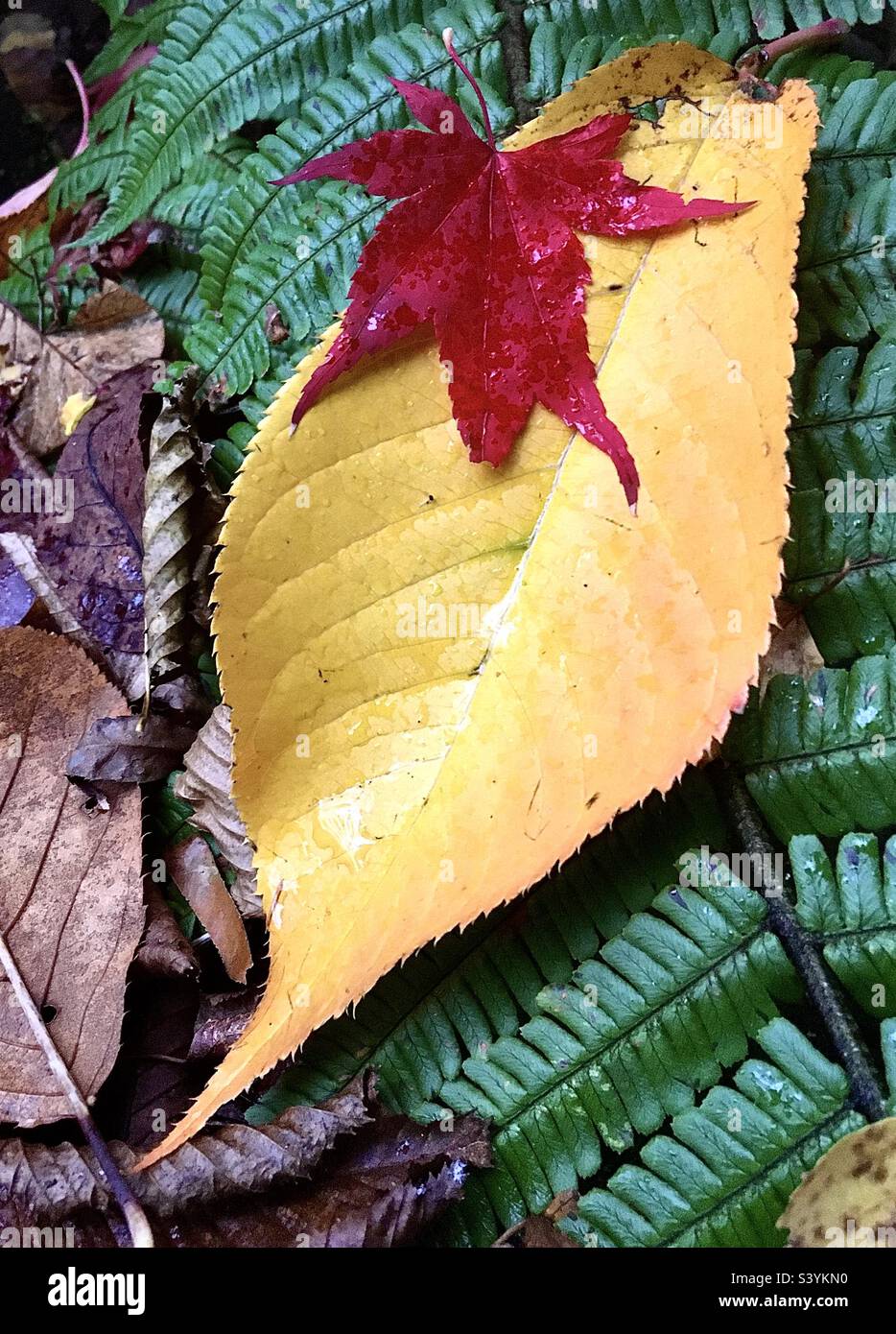 Feuilles, feuille, jaune, rouge, vert brun, automne, nature, beauté, forêt, arbres Banque D'Images