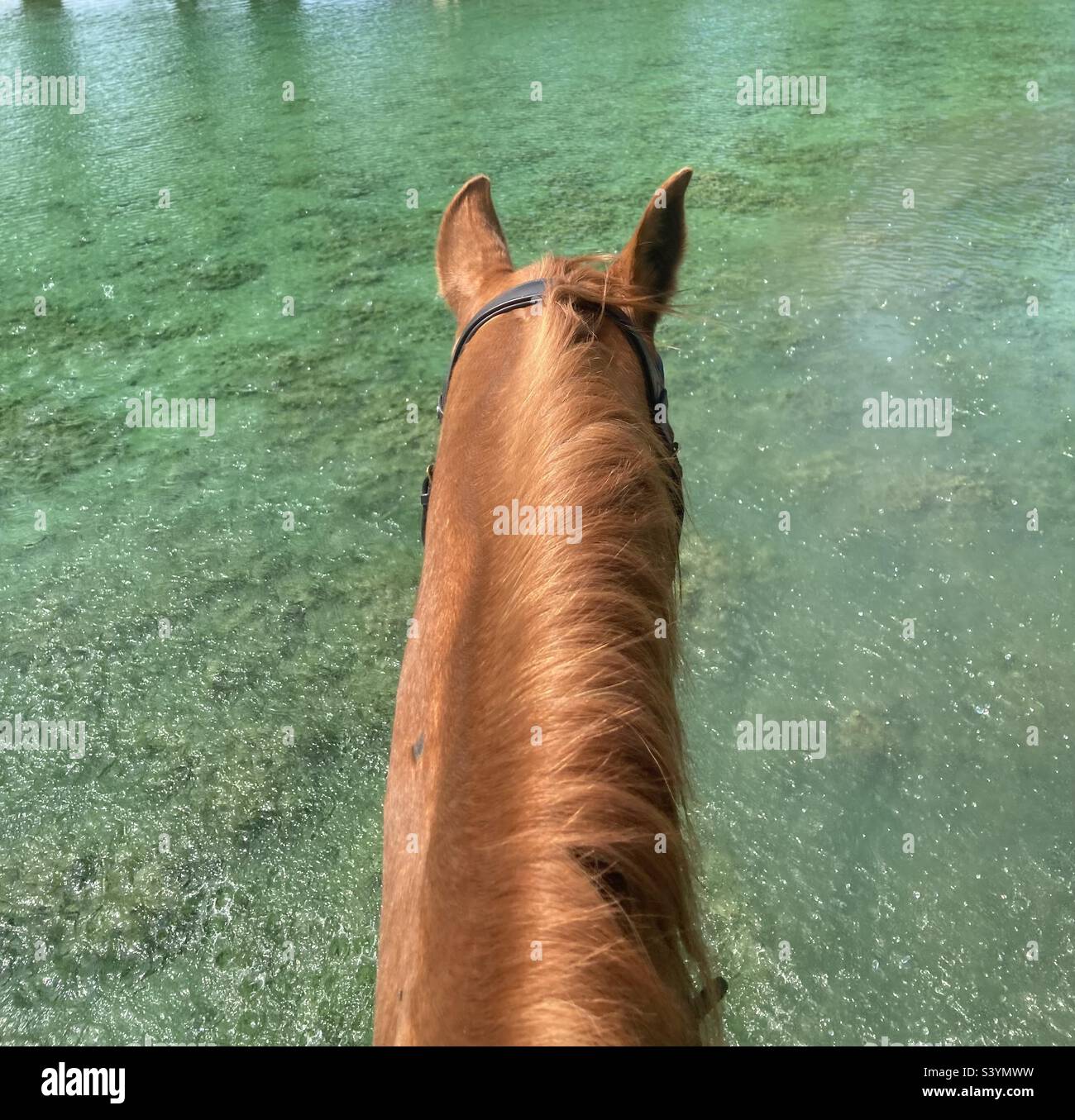 Cheval de châtaignier debout dans l'eau du point de vue de Rider Banque D'Images