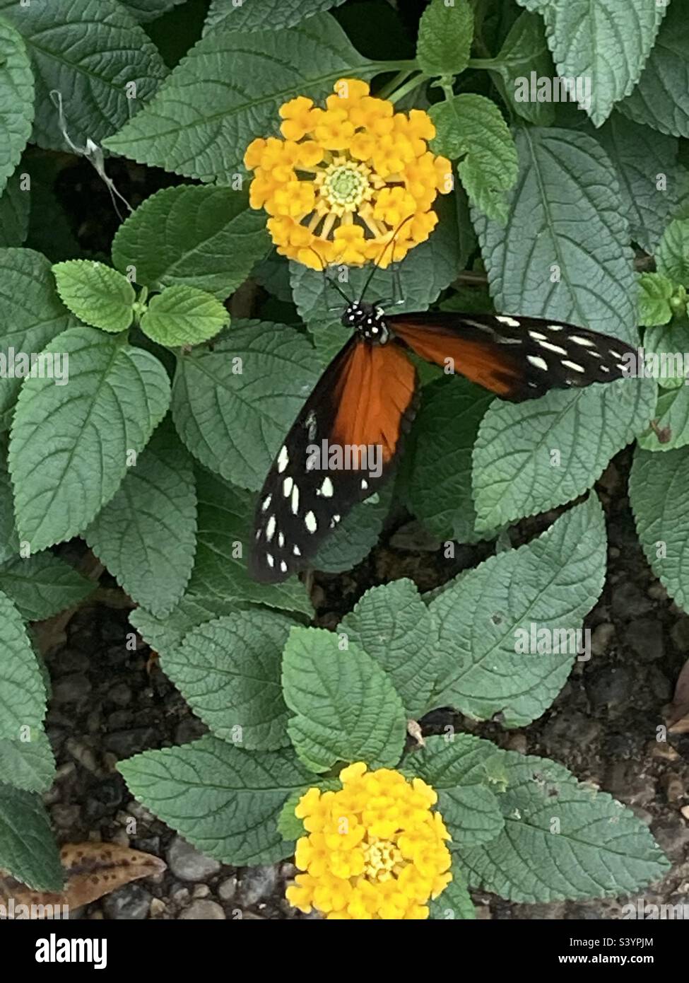 papillon conduite nectar d'une fleur jaune Banque D'Images