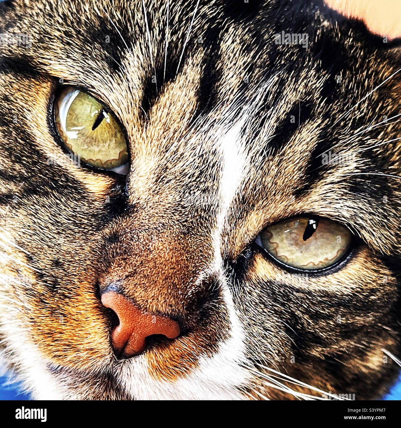 Gros plan d'une femelle domestique tabby chat. Banque D'Images