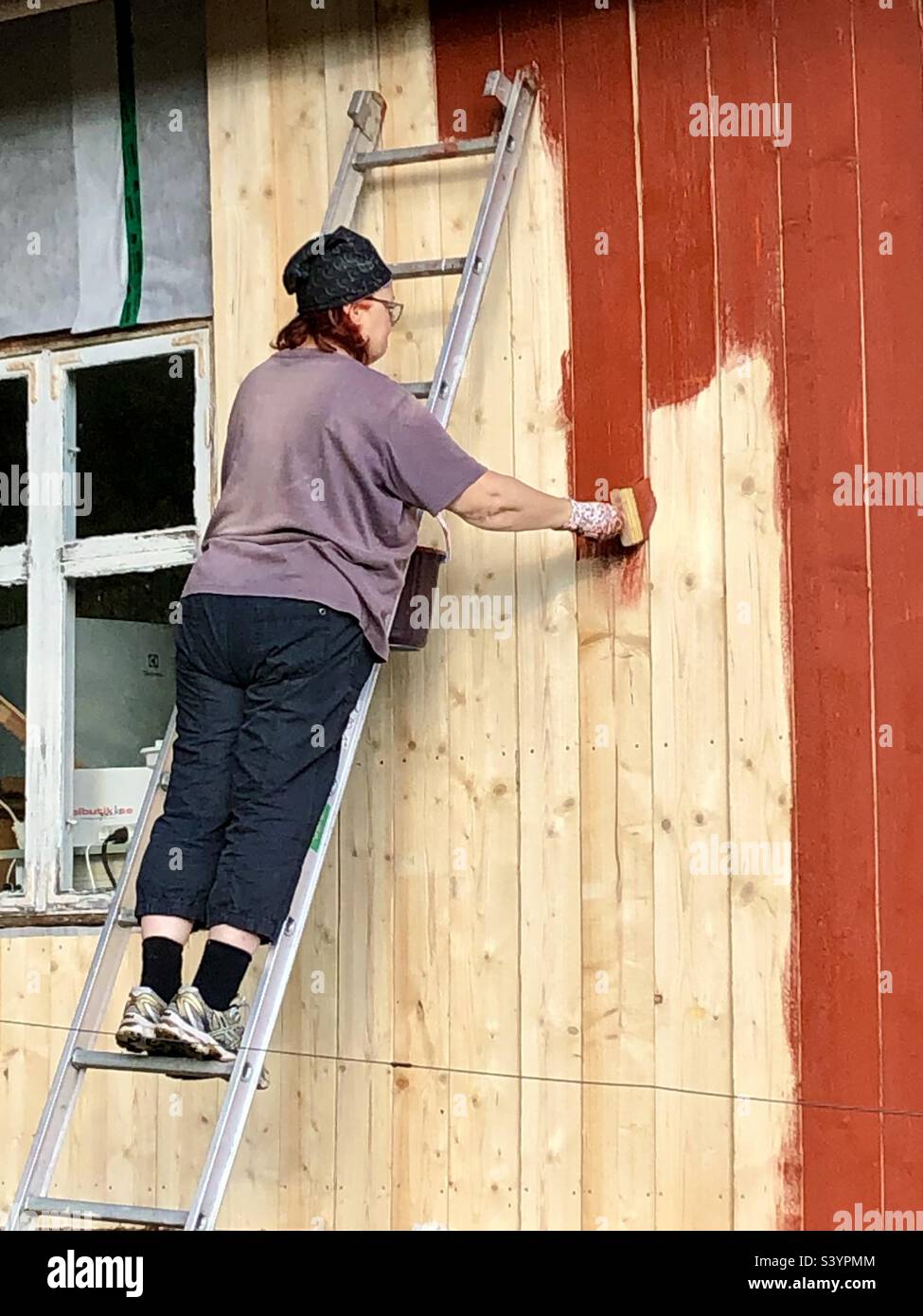 Une femme de 65 ans se tient sur une échelle pour peindre une cabine avec de la peinture rouge Falu. Banque D'Images