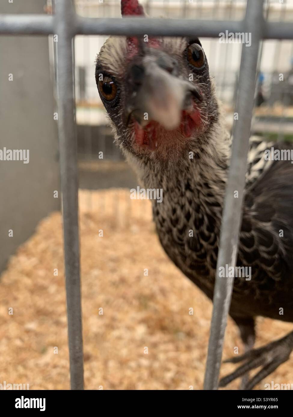 Une poule primée regardant directement la caméra face à travers les barres métalliques d'une cage au spectacle du comté de Devon, en Angleterre Banque D'Images