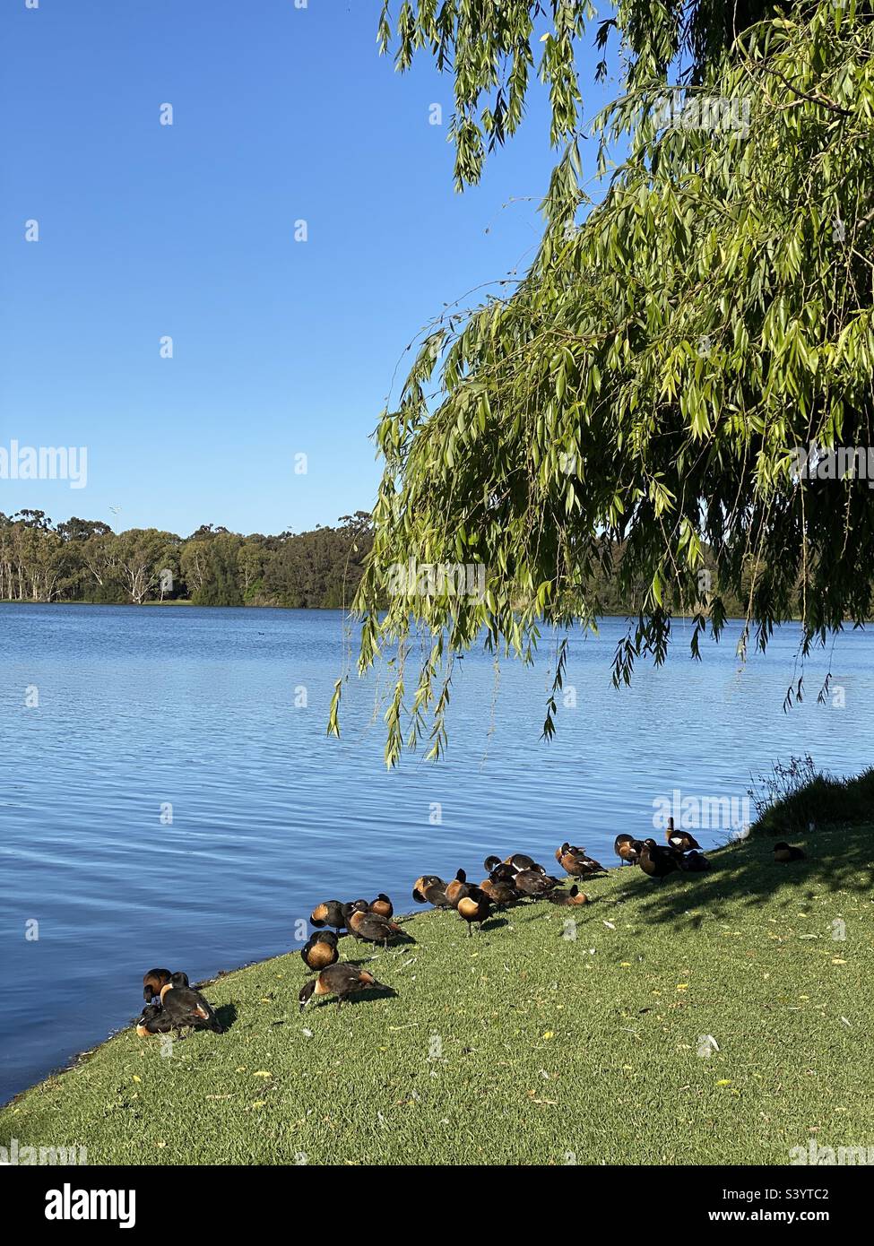 Belle vue sur le lac monger à Perth, en Australie - Image de stock capturée avec un smartphone