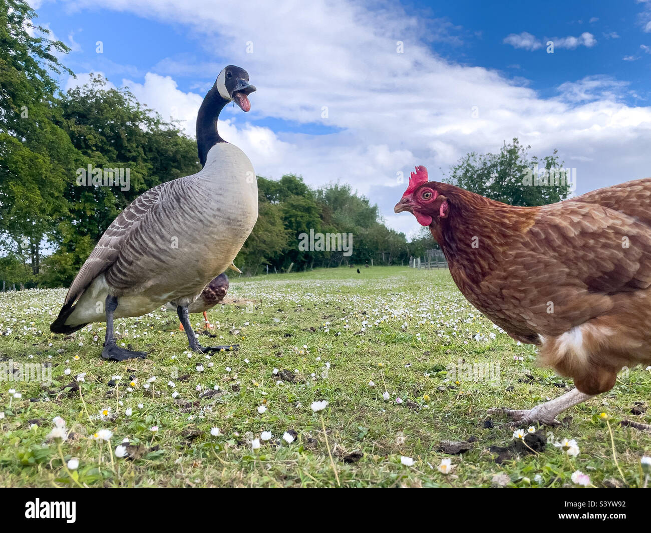 Sifflement de l'oie du Canada à un poulet - Image de stock capturée avec un smartphone