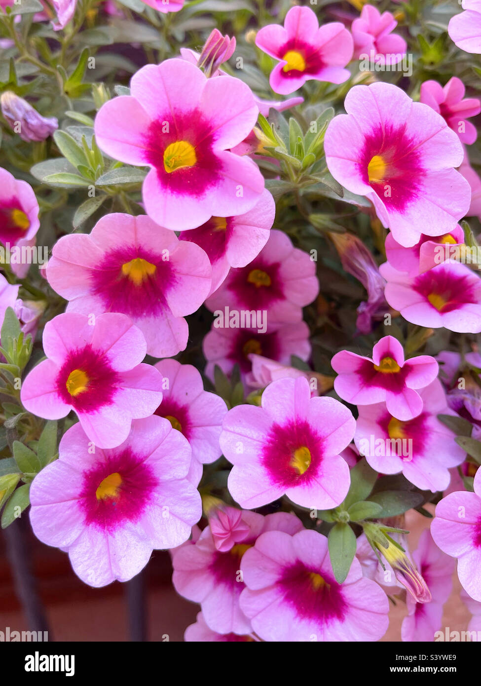 Fleurs roses - Image de stock capturée avec un smartphone