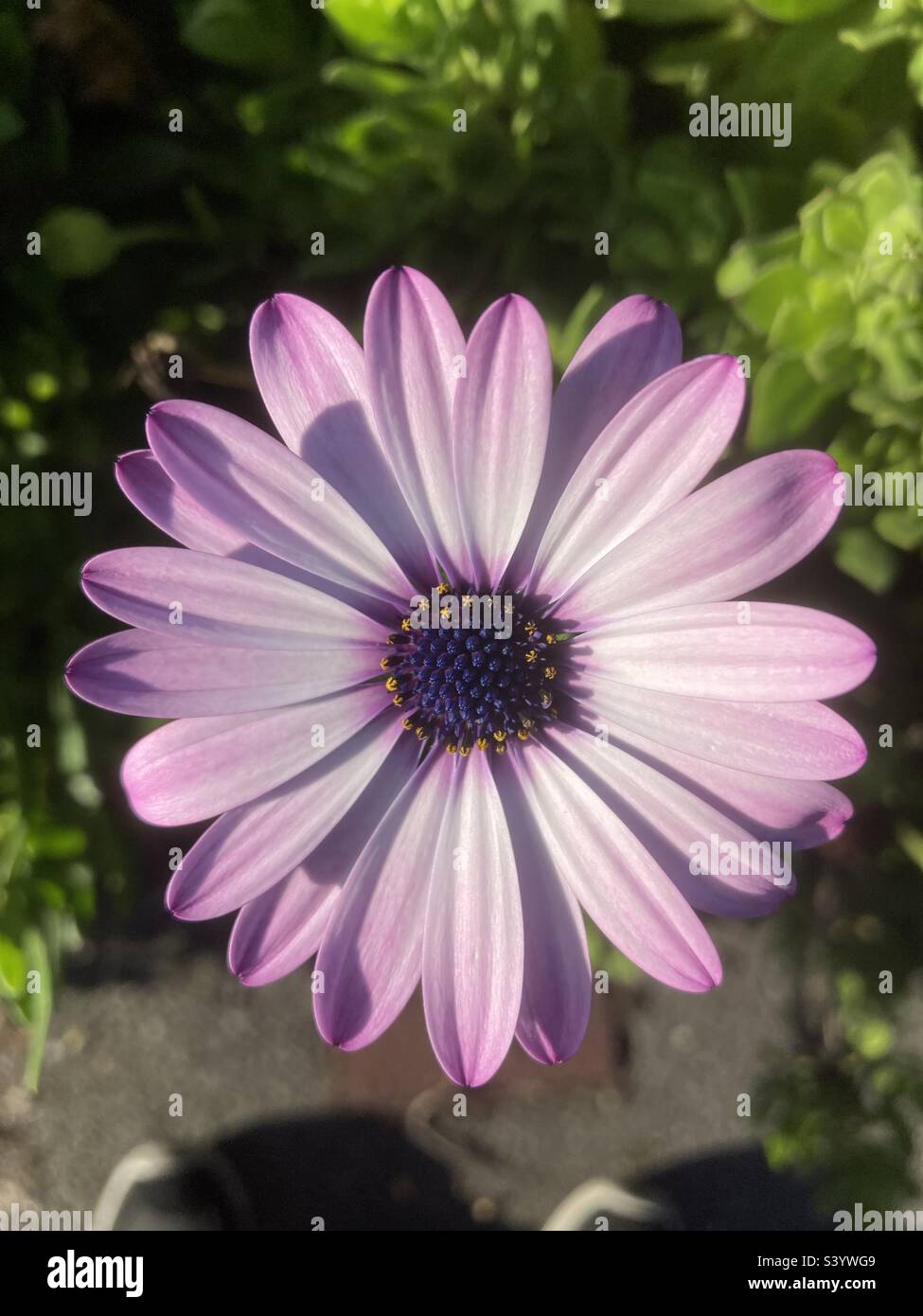 Pâquerette rose et violette Banque D'Images