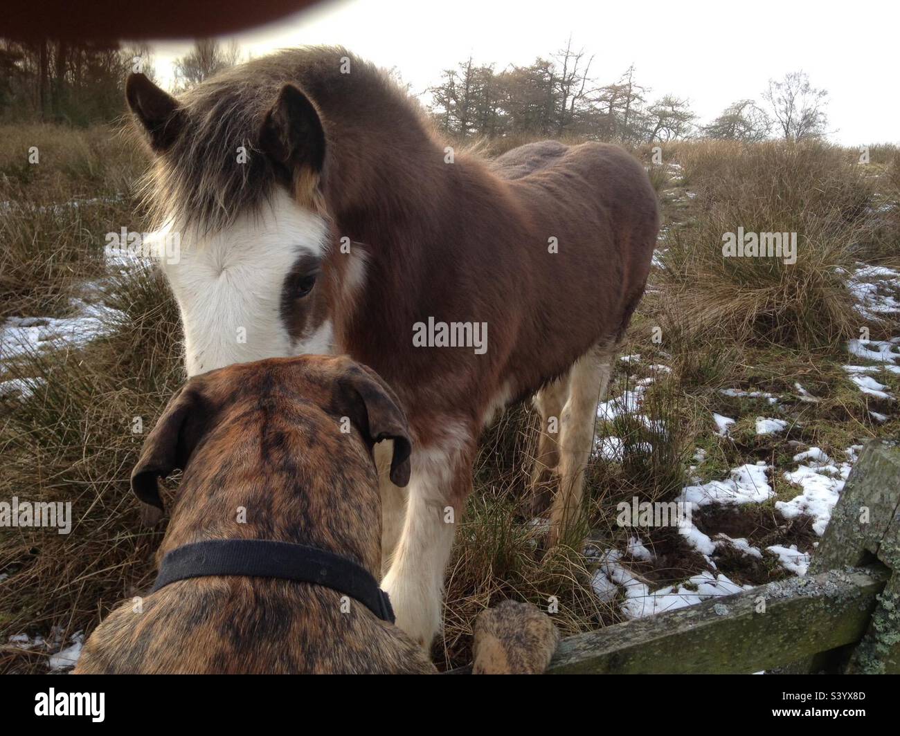 Pup Boerboel d'Afrique du Sud. Dites « bonjour » Le souverain mastiff africain. Banque D'Images