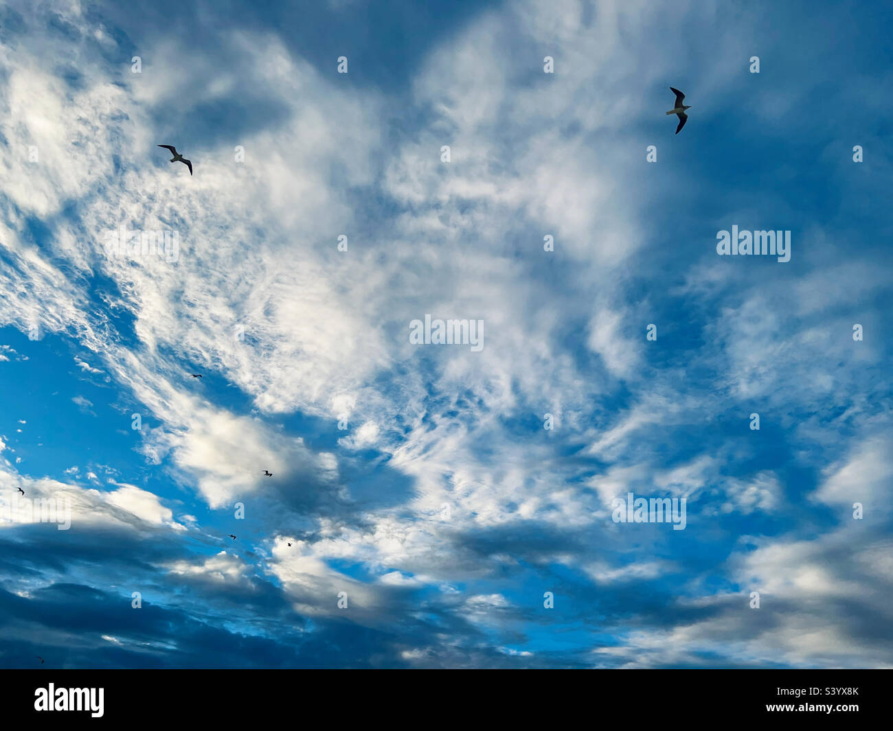 Mouettes volantes contre le ciel bleu Banque D'Images