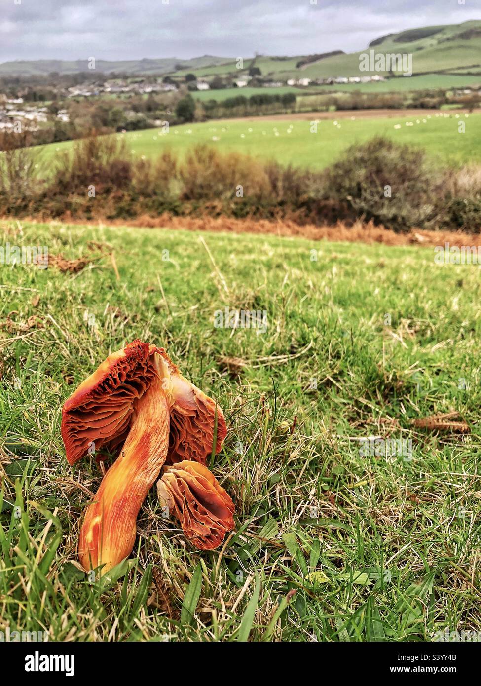 Champignons endommagés en automne sur les falaises de la côte jurassique près de Seatown, Bridport, Dorset, Royaume-Uni - Image de stock capturée avec un smartphone