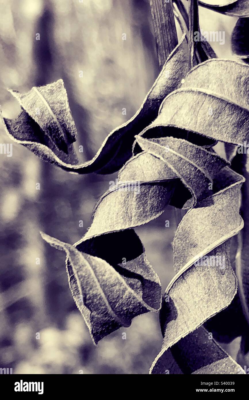 Feuilles d'automne bouclés et brindilles. Banque D'Images