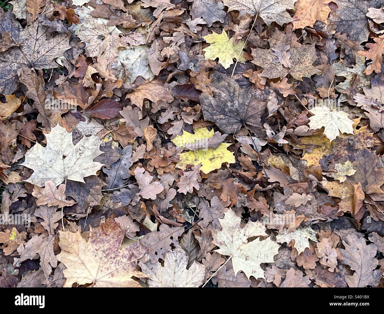 Les feuilles d'automne sur le sol Banque D'Images