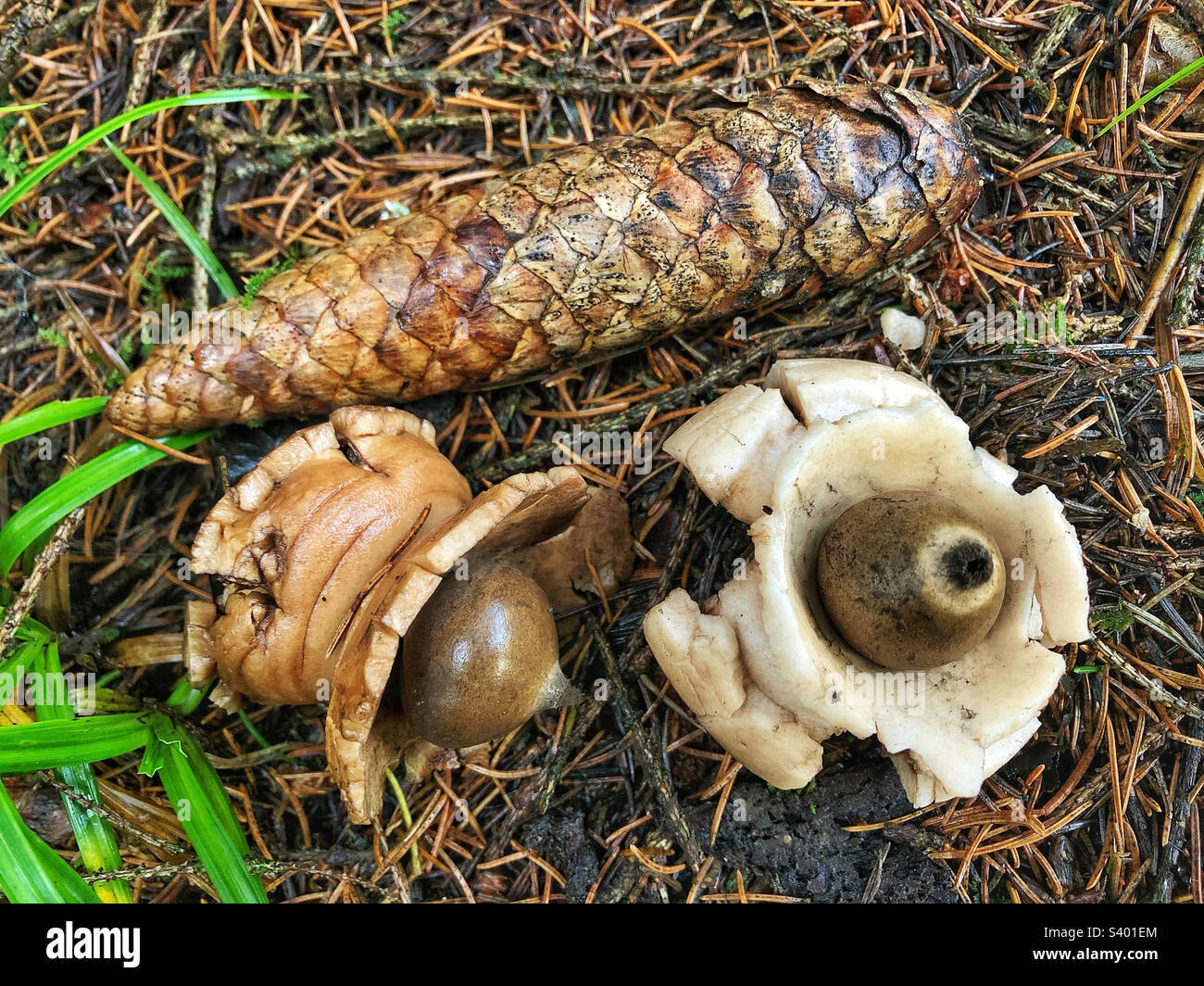 Le champignon de la terre (Geastrum triplex) qui pousse dans une forêt de pins près de Winchester Hampshire Royaume-Uni Banque D'Images