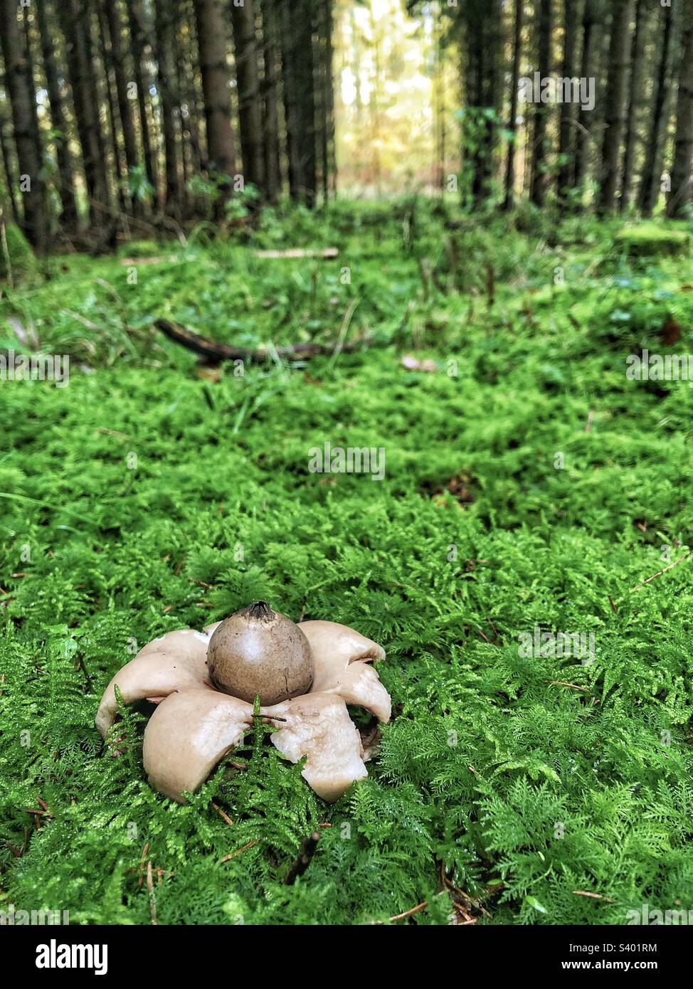 Champignon de la terre (Geastrum triplex) qui pousse sur un plancher de forêt de pins recouvert de mousse près de Winchester Hampshire Royaume-Uni Banque D'Images